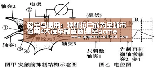 超宝马通用:特斯拉已成为全球市值第4大汽车制造商|星空game(图2) 星空官网入口